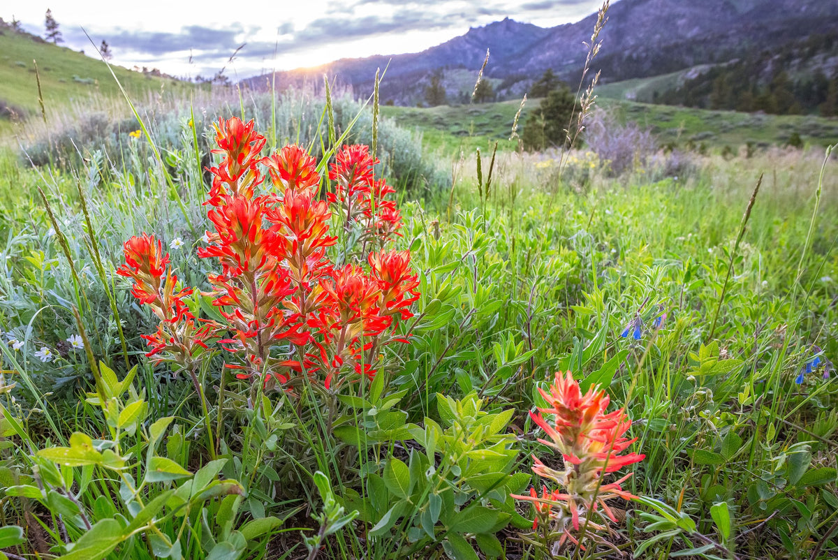 " Indian Paintbrush in the Laramie Range " Photograph Works of