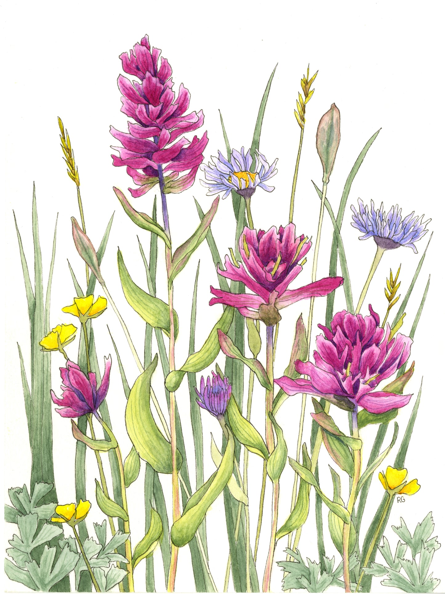 " Alpine Paintbrush Meadow " Watercolor Painting Print