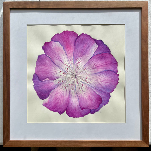 "Bitterroot Flower" Original Framed Watercolor Painting