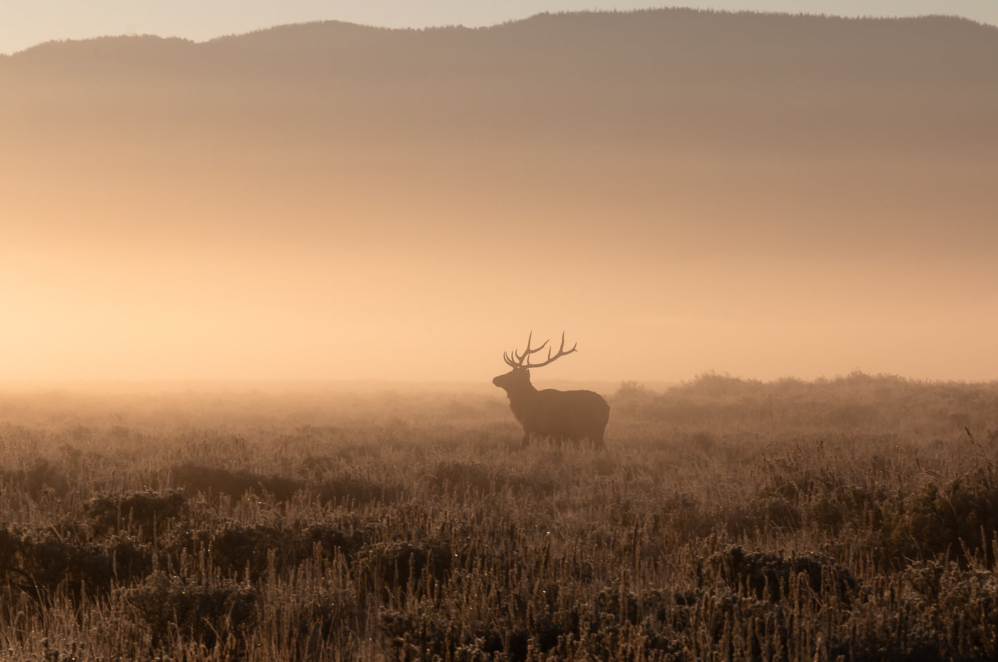 " Morning Stroll " Elk Photograph Print