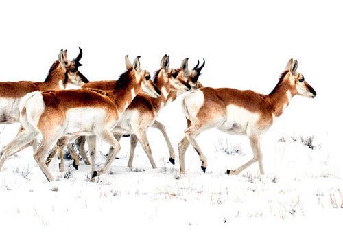 Pronghorn South of Laramie print