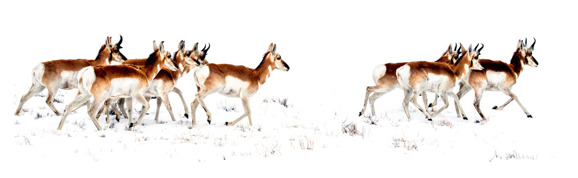 " Pronghorn South Of Laramie " Photograph