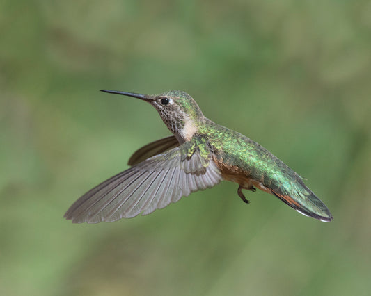 " Hummingbird in Flight " Photography Print