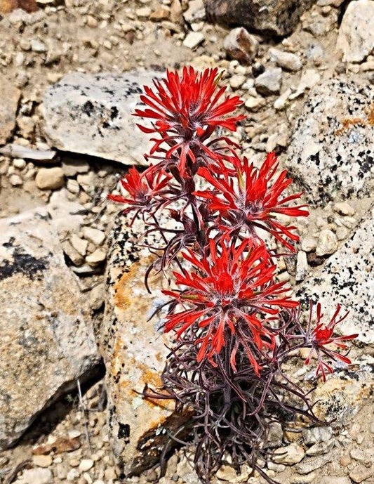 " Indian Paintbrush " Artist Print