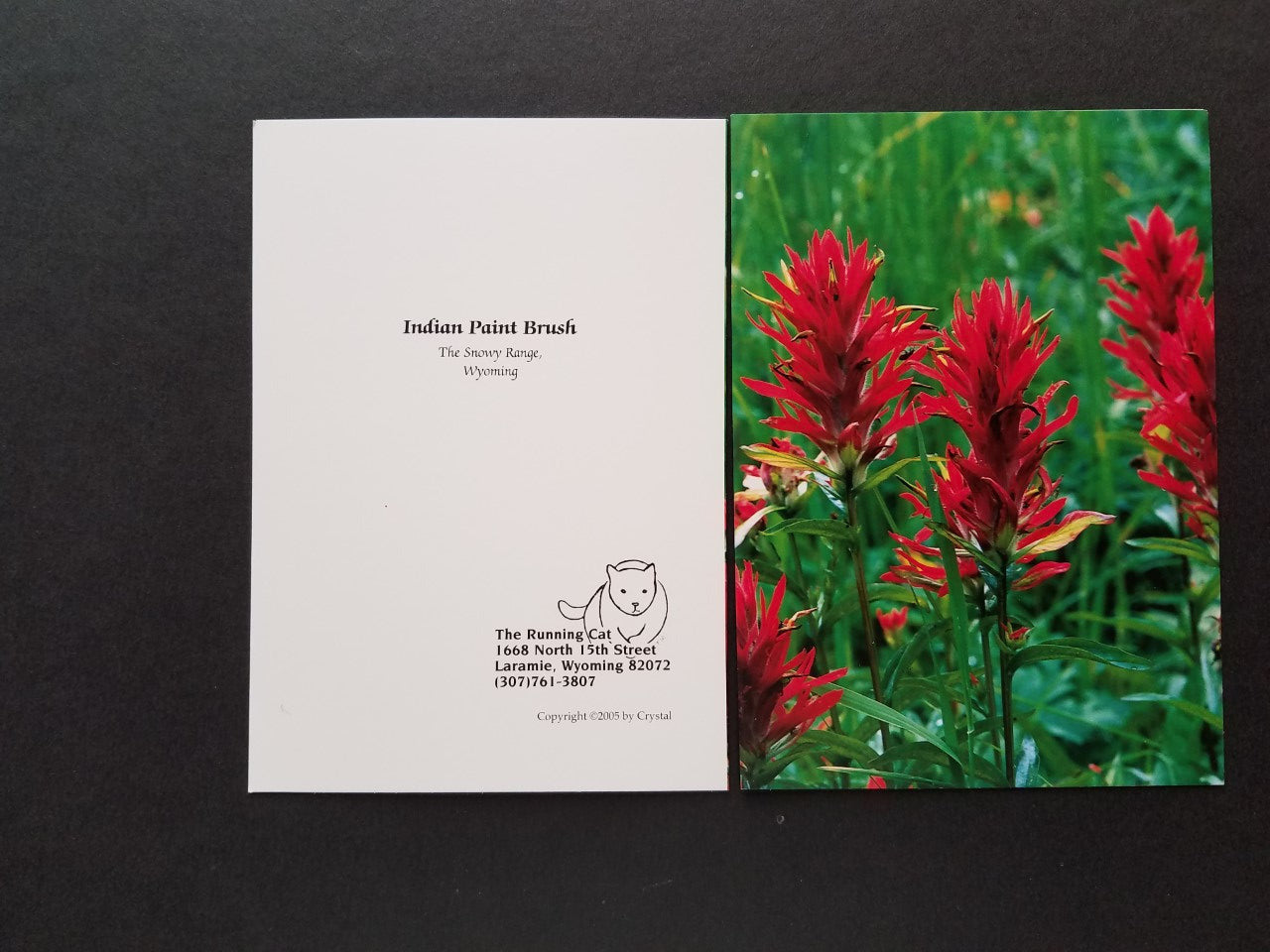 Indian Paintbrush Greeting Card