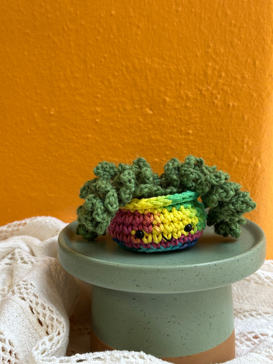 Mini Burro Tail Crochet Cactus in Rainbow Pot with Clover Color