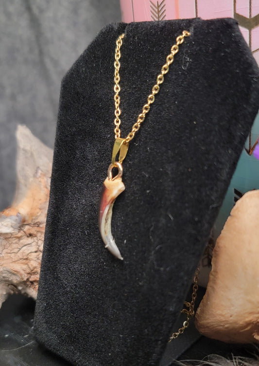 Porcupine Claw Necklace