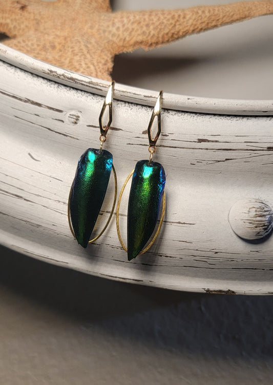 Beetle Wings with Gold Ovals