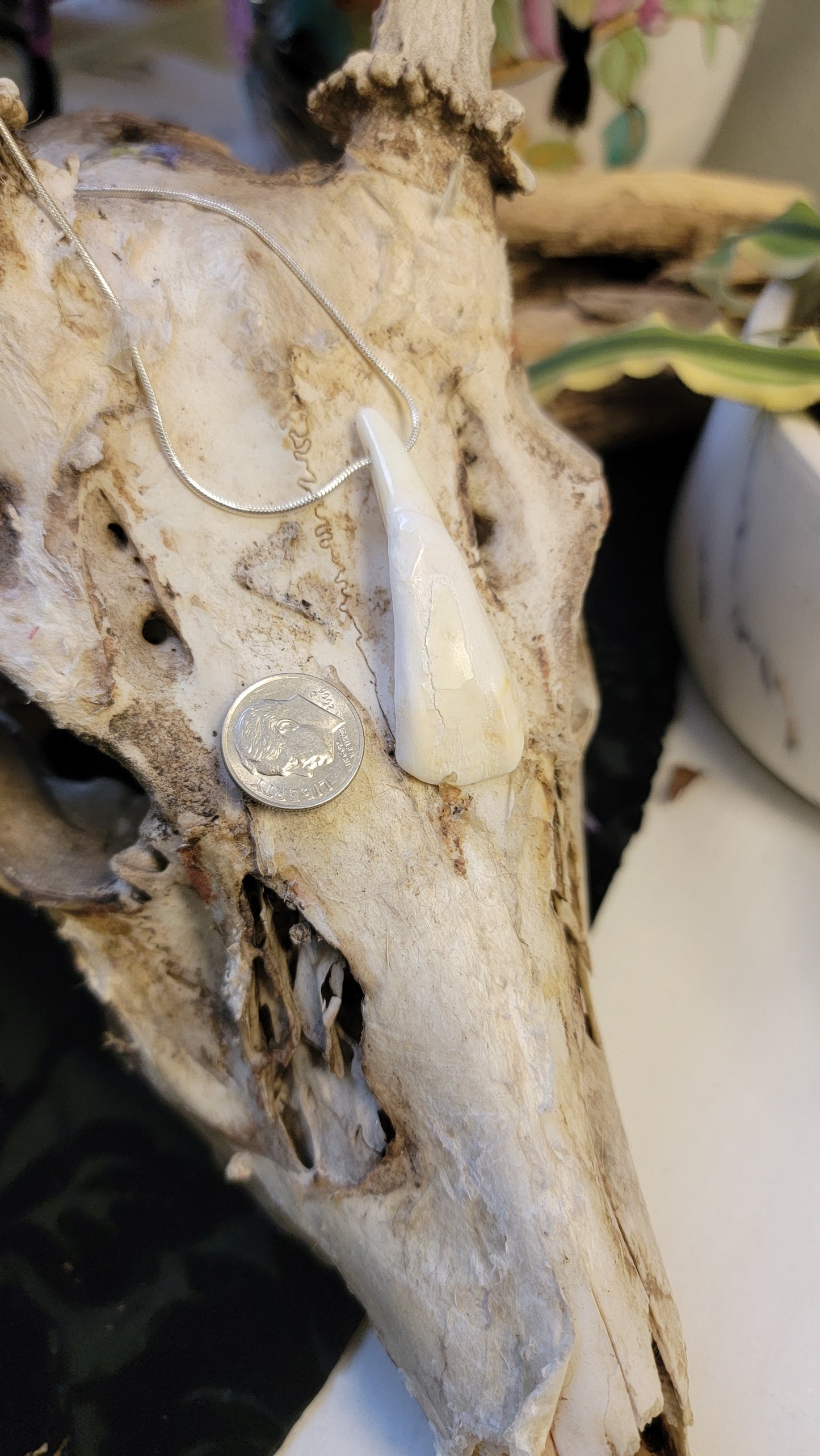 " Bison Tooth " Necklace