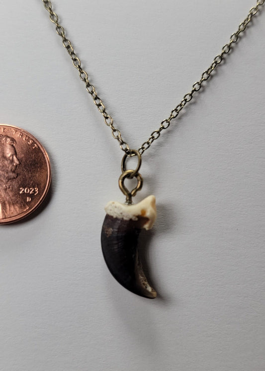 Coyote Claw Necklace