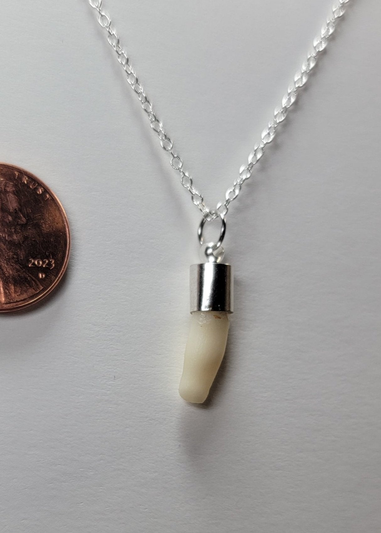 Bear Tooth Necklace