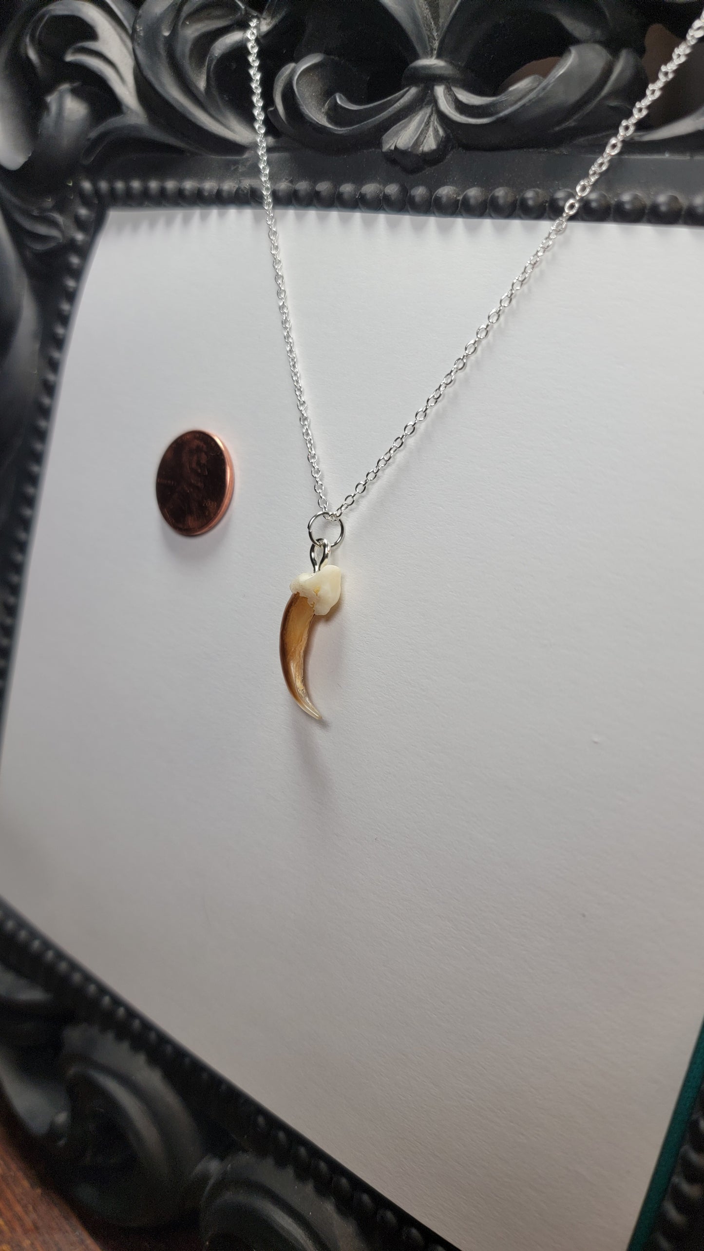 Bear Tooth Necklace