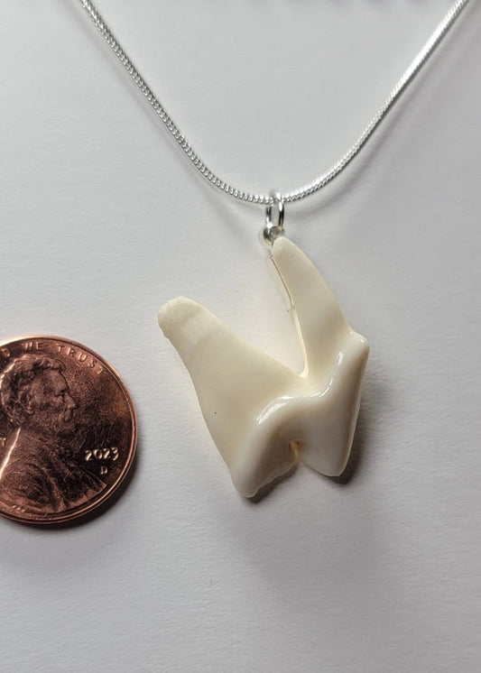 Coyote Molar Necklace Silver Chain