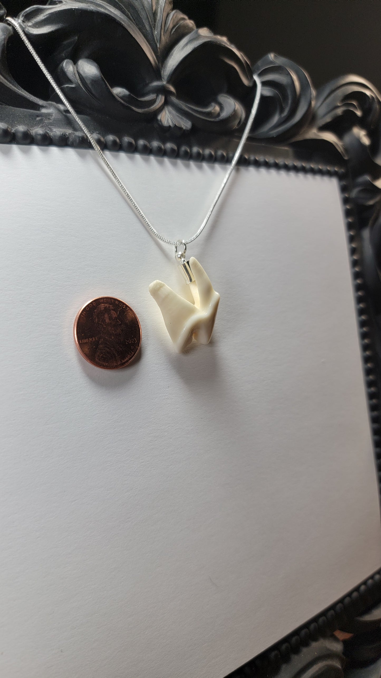 Coyote Molar Necklace Silver Chain