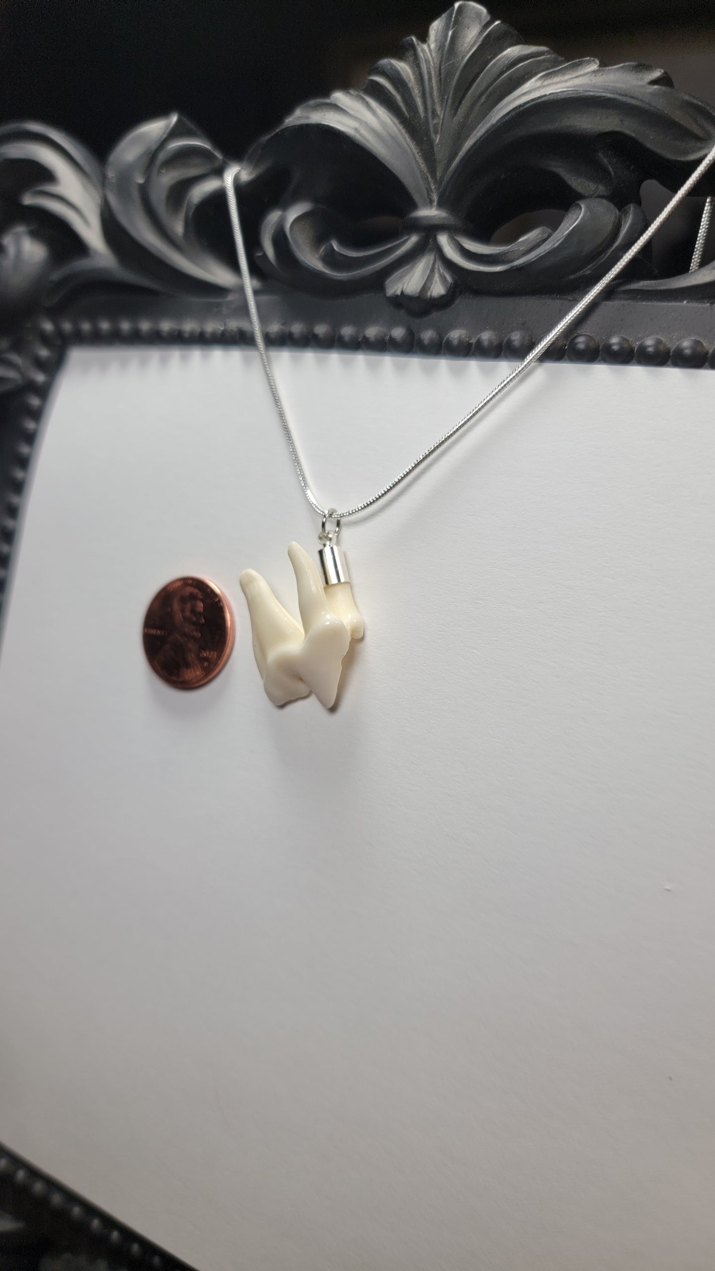 Coyote Molar Necklace Silver Chain