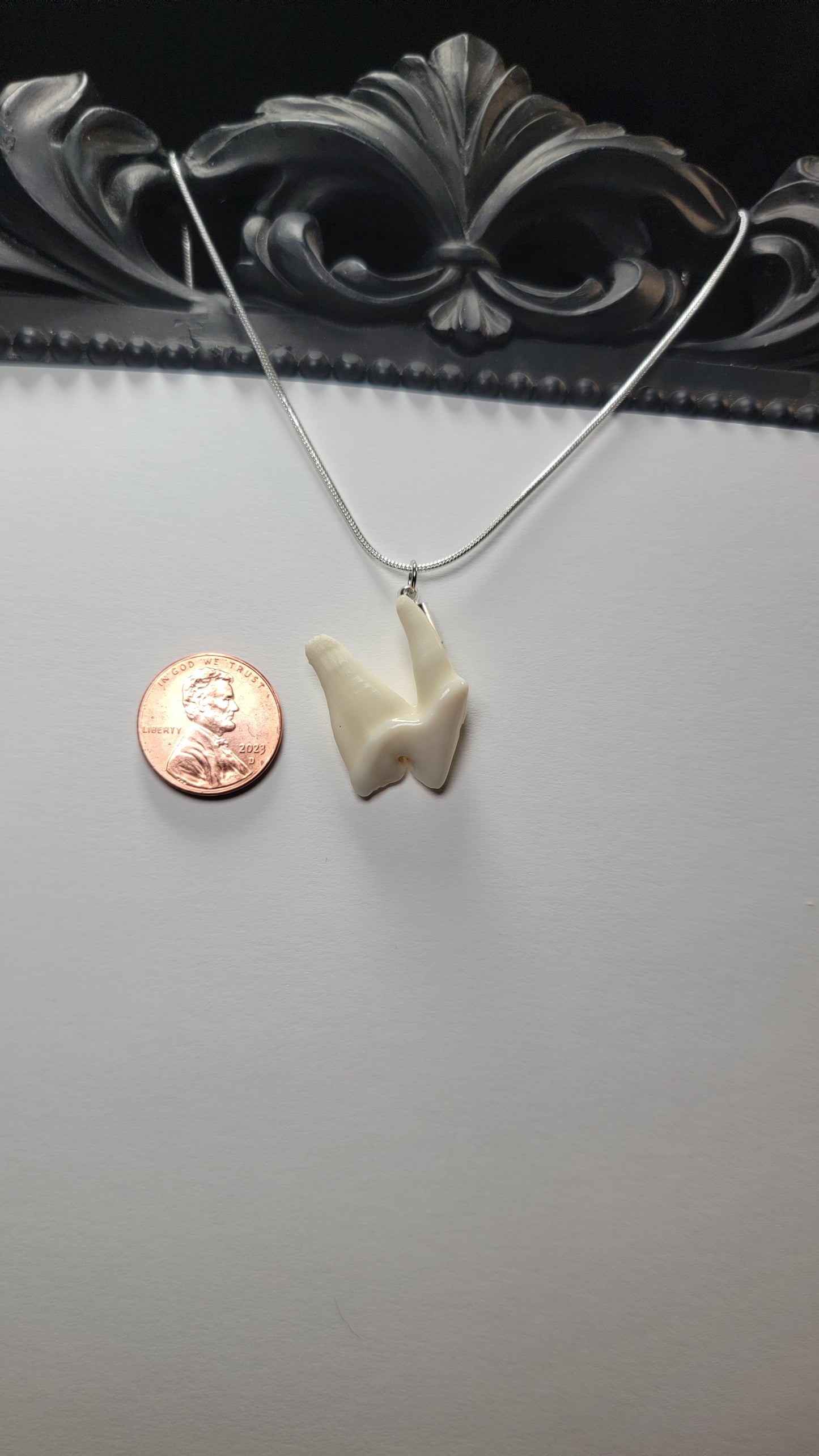 Coyote Molar Necklace Silver Chain