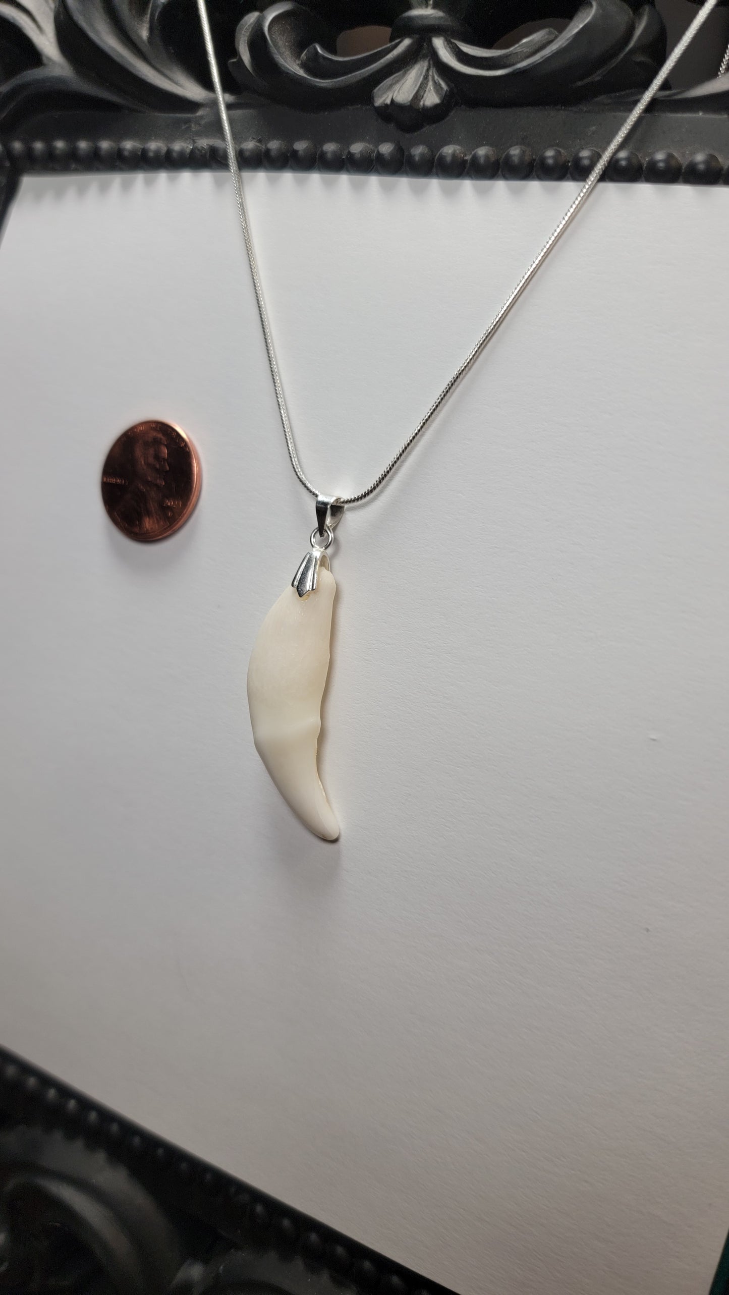 Coyote Molar Necklace Silver Chain