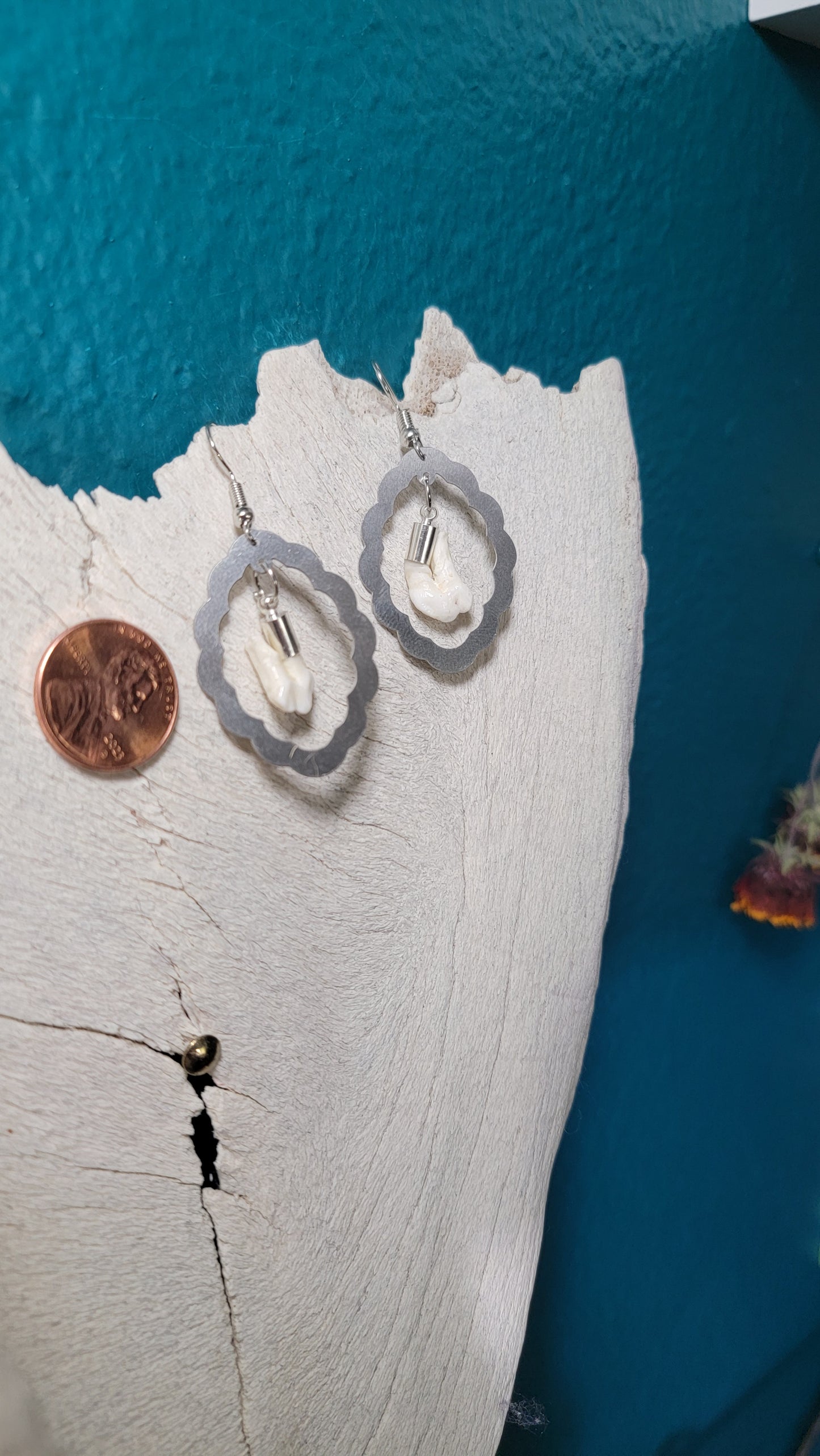 Scalloped Silver Frames with Opossum Teeth Earrings