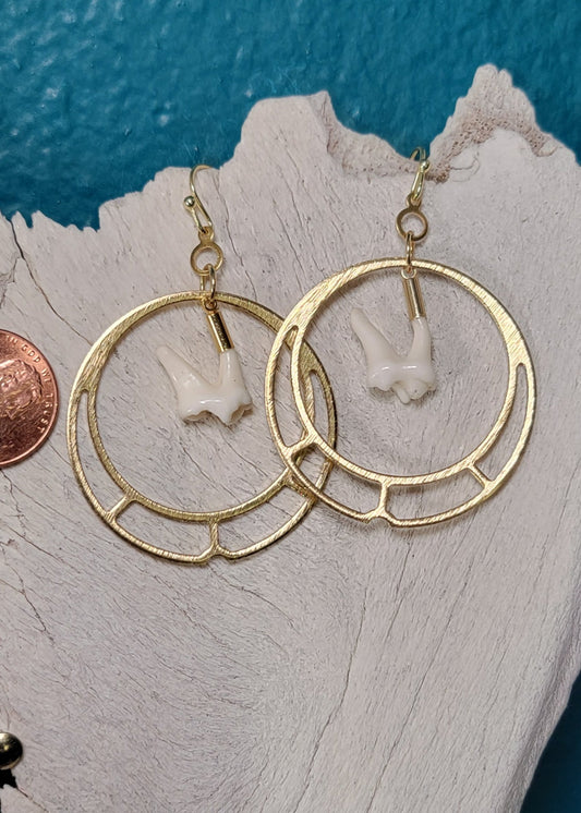 Gold Hoops Raccoon Molar Earrings