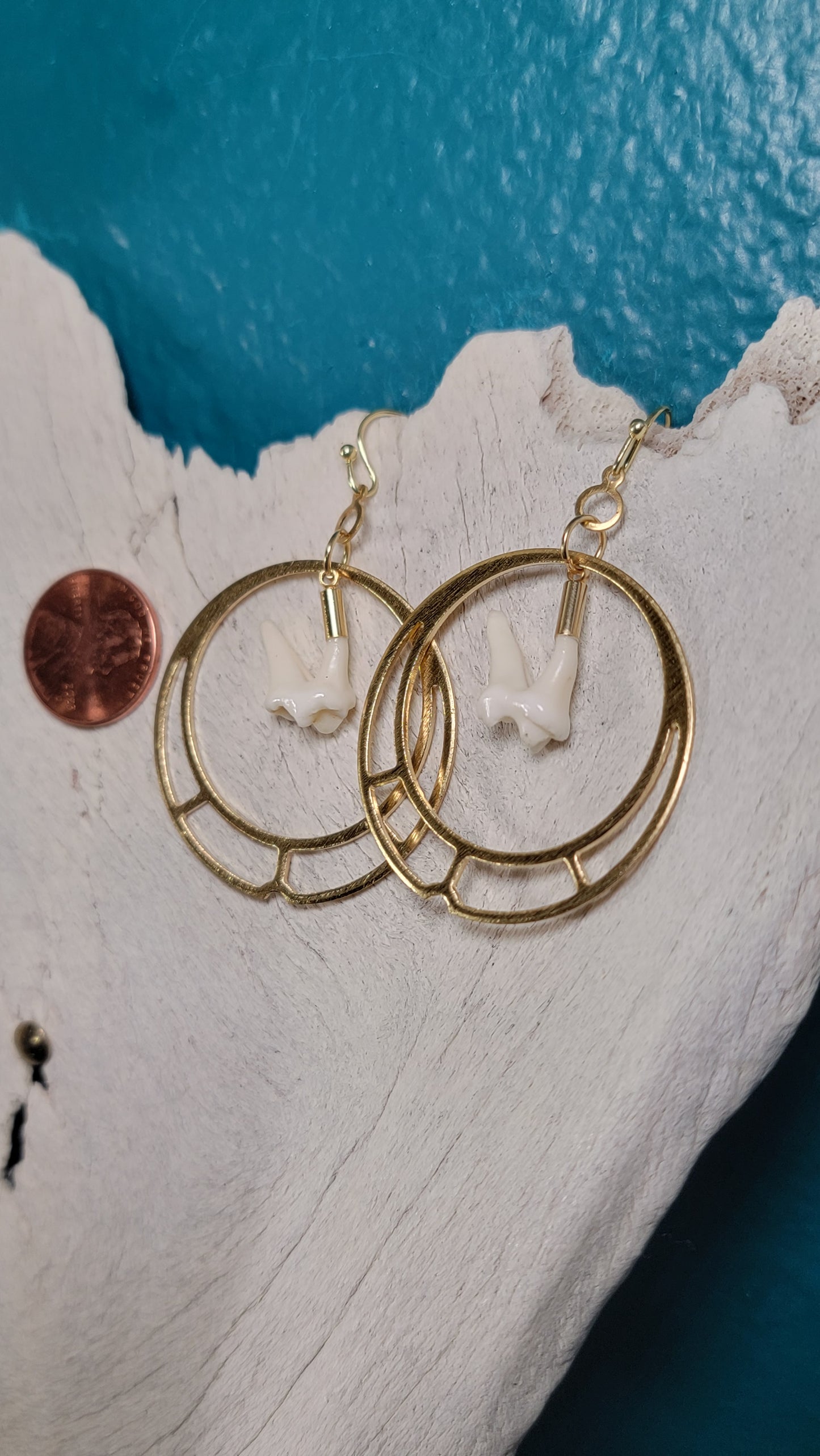 Gold Hoops Raccoon Molar Earrings