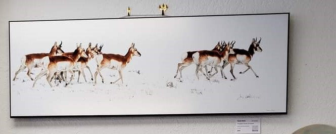 Pronghorn South of Laramie DuraPlaq (FloatPlaq) print