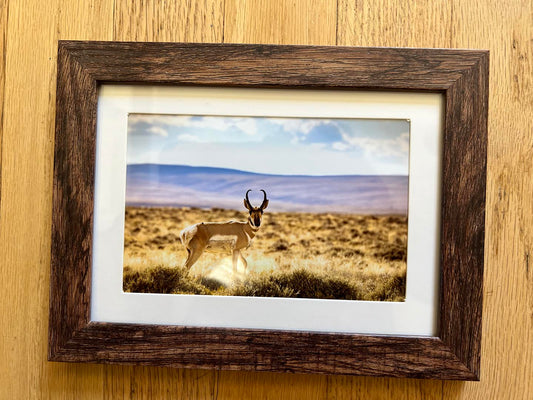 " Red Desert Antelope " Photograph