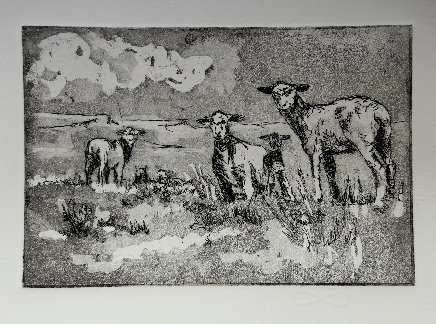 " Shorn Ewes " Artist's Proof of Shorn Sheep