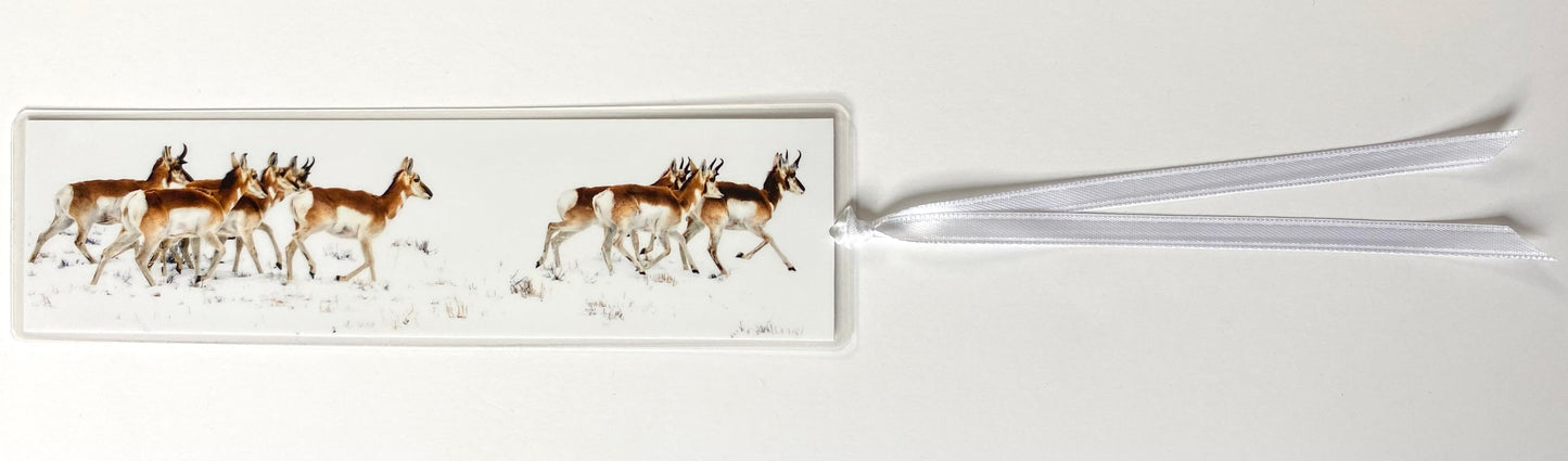 Pronghorn South of Laramie laminated bookmark