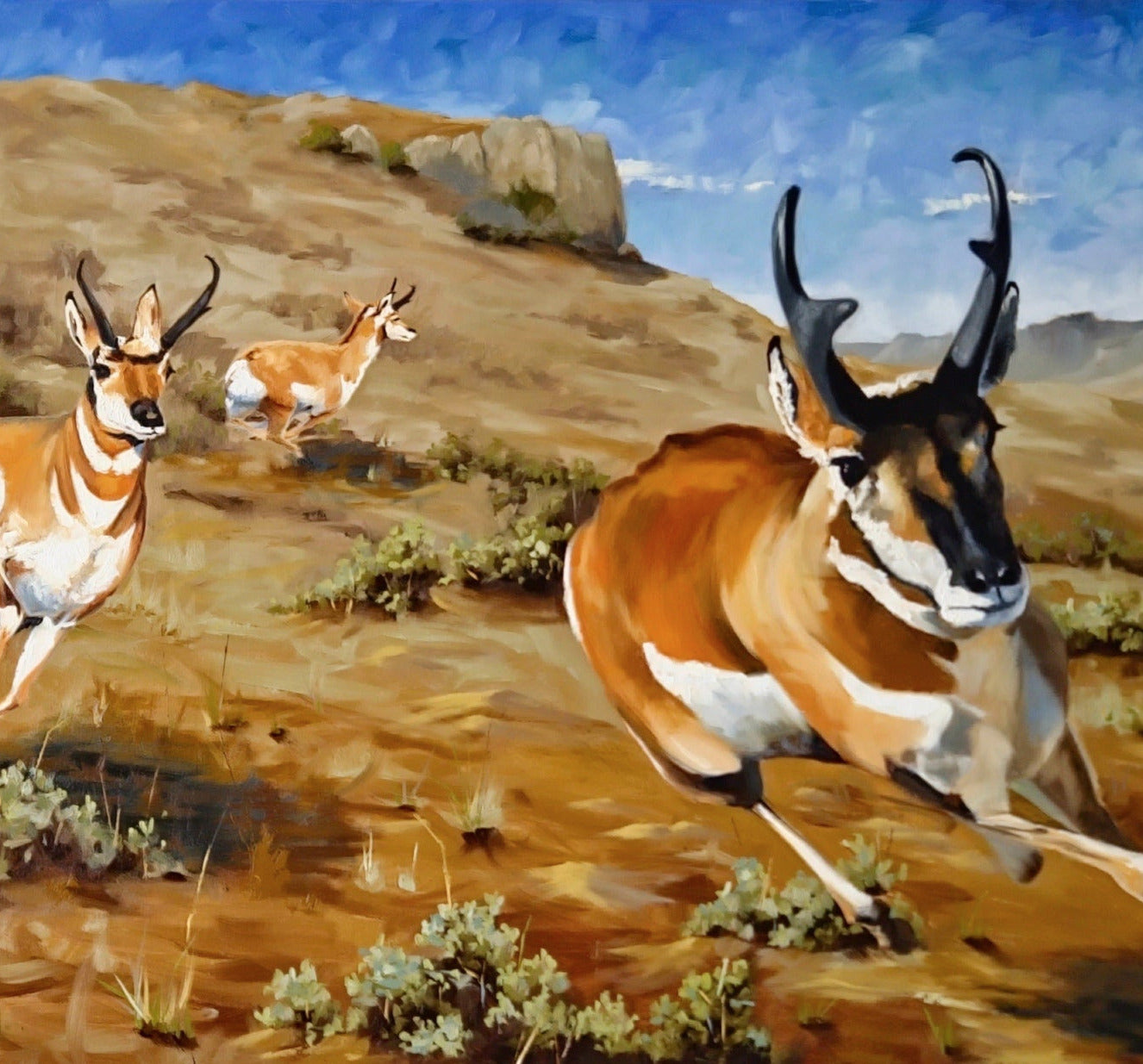 " Spooked " Pronghorn Framed Original Oil Painting&nbsp;
Oil Painting Artist: Moss Kent

A small herd of buck pronghorn are running in different directions


Original oil painting


Large buck and young bucks in a bachelor herd have spooked from something they can see in the distance


Pronghorn are the fastest land mammal in North America. Their eyes are placed in a position on their heads to allow them to see almost 360 degrees around them

48" long x 24" high painting


Framed in a dark wooden frame&nbsp