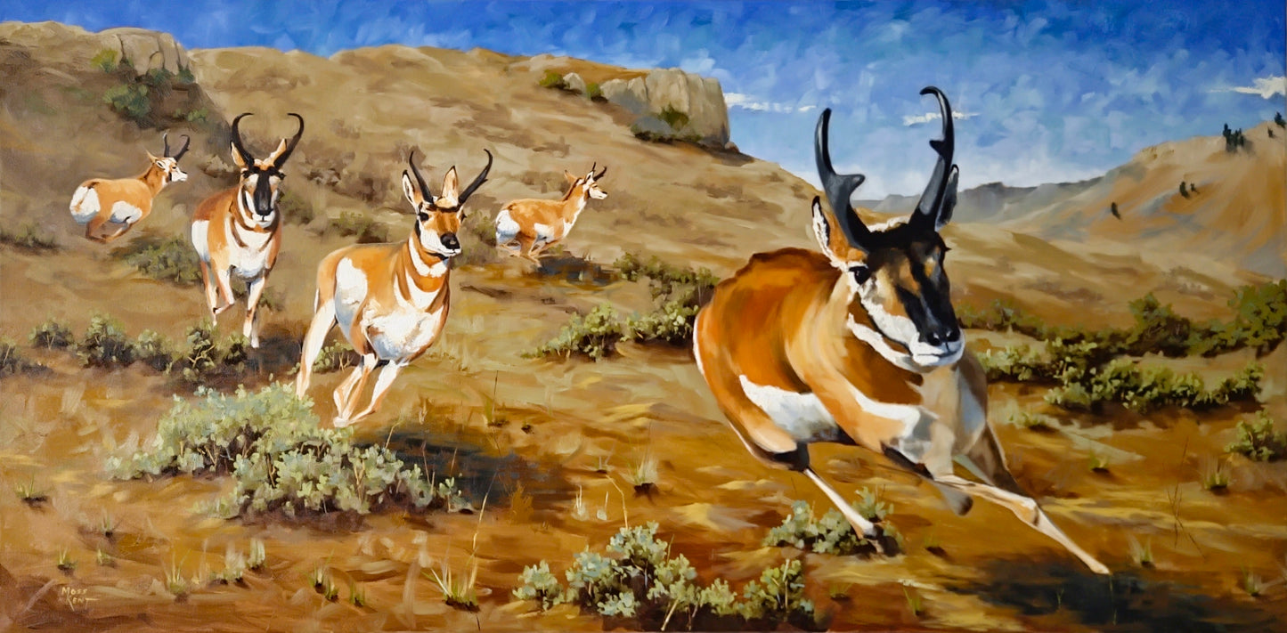 " Spooked " Pronghorn Framed Original Oil Painting