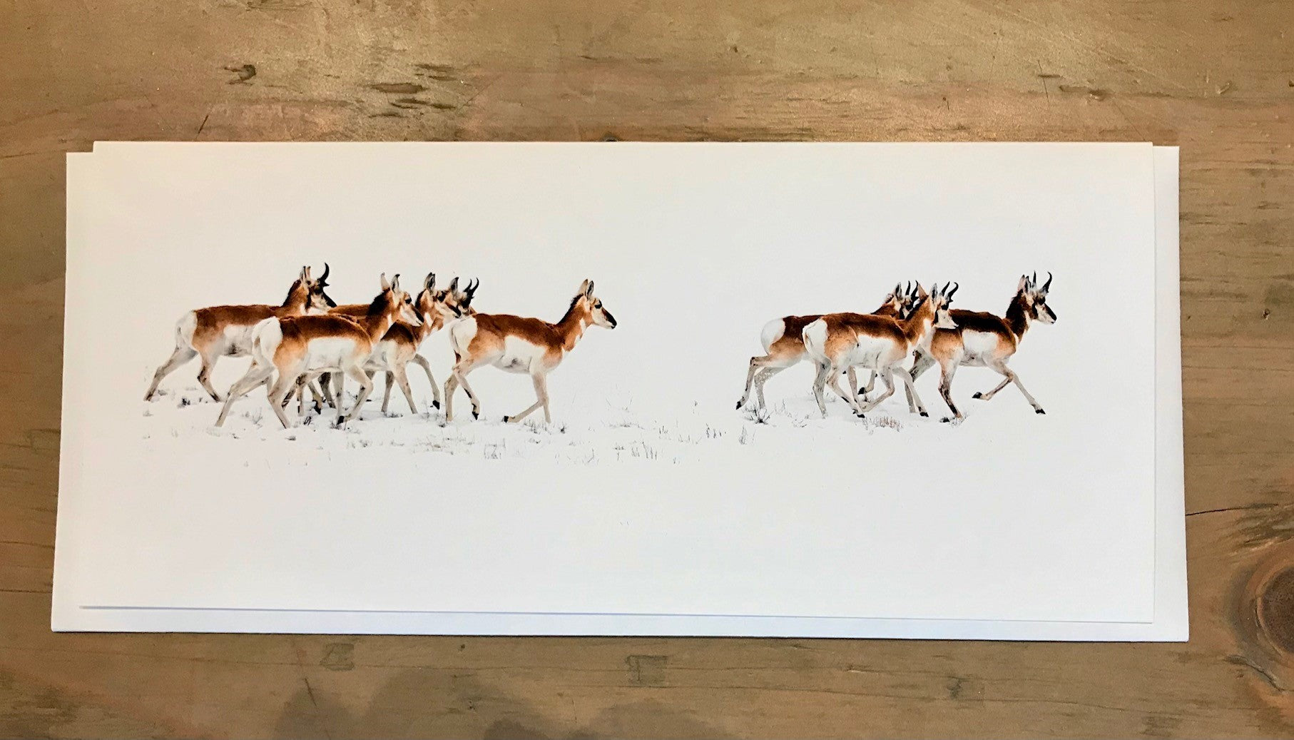 Pronghorn South of Laramie blank greeting card