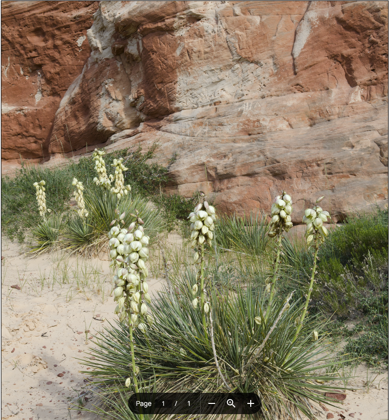 "Blooming Yuccas" Photography Print