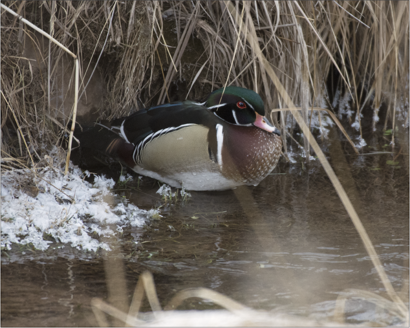 "Wood Duck on Spring Creek" Photography Print