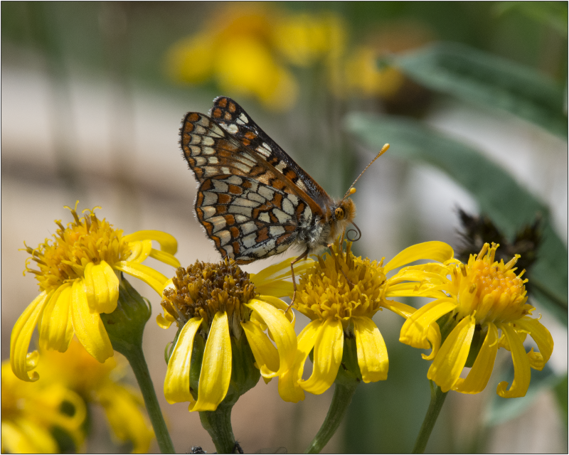 "Checkerspot Butterfly" Photography Print