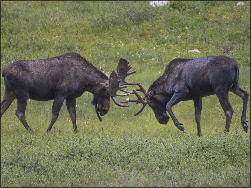 " Mooseplay" Photography Print