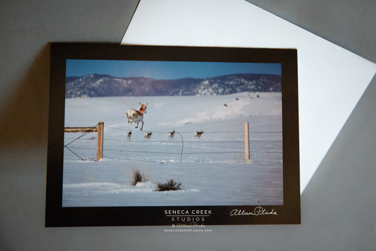 Jumping Pronghorn Greeting Card