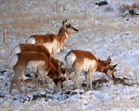 " Antelope Dining on a Winter Evening " Greeting Card