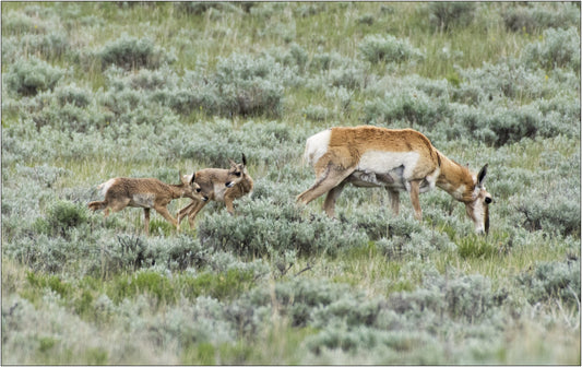 " Antelope with Cavorting Calves" Photography Print