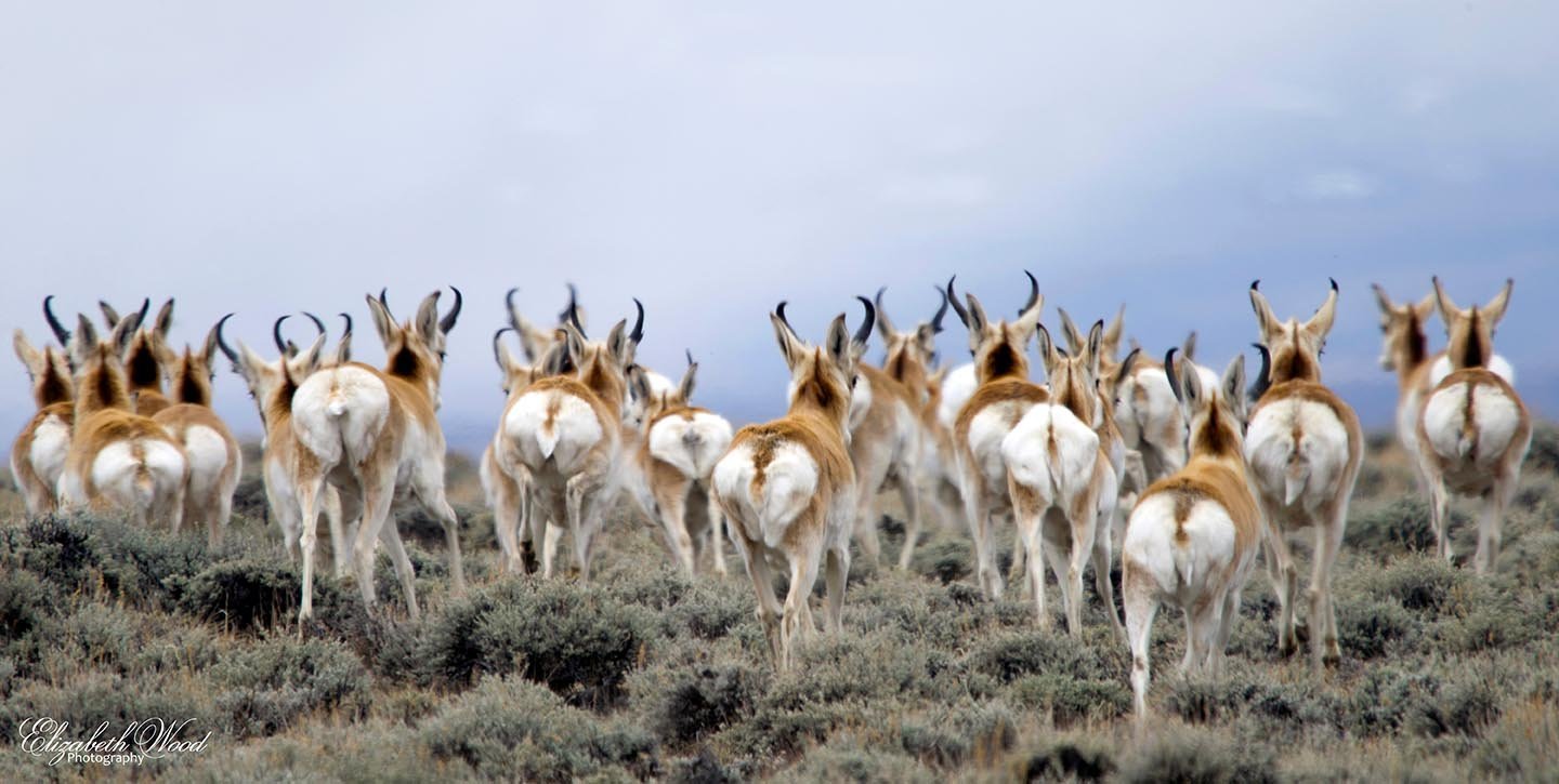 " Butt Seriously " Pronghorn Antelope Photograph