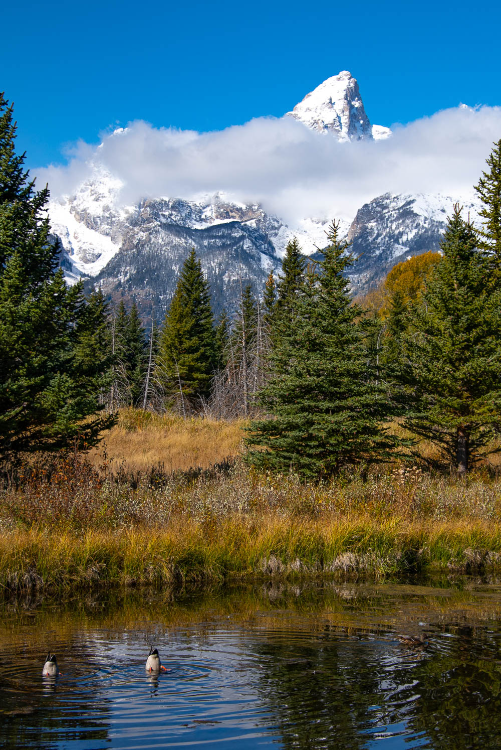 Tetons From Schwabachers Photographer: Carol Westbrook Snow capped Grand Teton Mountains     Photo on Metal  16" x 14"  Black aluminum Mount